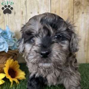 Snickers, Shih-Poo Puppy